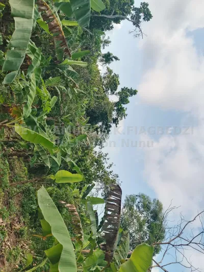 LAND at Ziope in the volta region, close to Ziope SHS not far from rd
