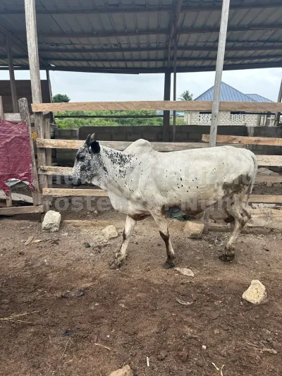 cows