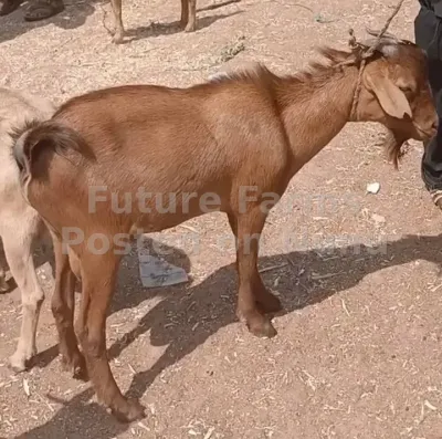 Goat for sell at cool price