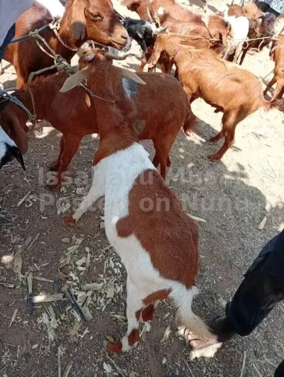 The goats are available for sale