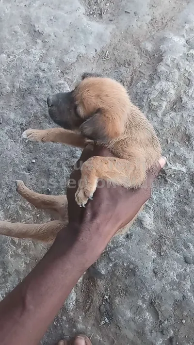 Local mixed breed guard dog