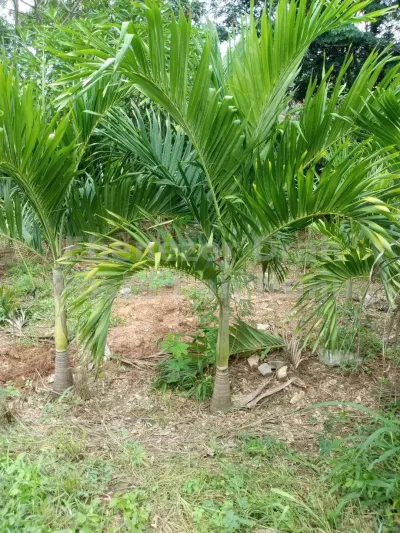 Short royal palm