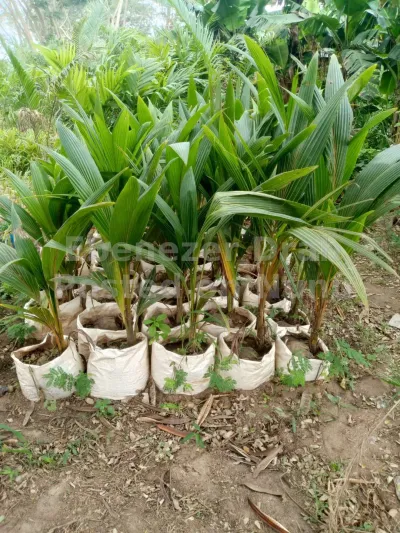 Coconut