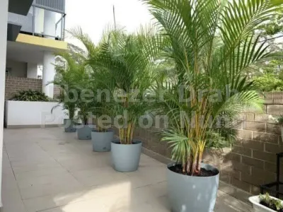 Cain or Areca palm