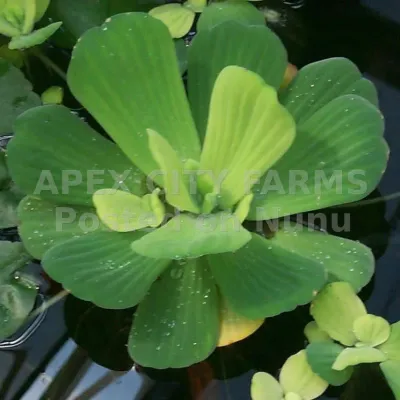 WATER LETTUCE FOR FISH PONDS AND AQUARIUMS