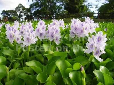 WATER HYACINTH FOR PONDS & AQUARIUMS