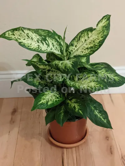 LEOPARD LILY (DAMP CANE) INDOORS & OUTDOORS