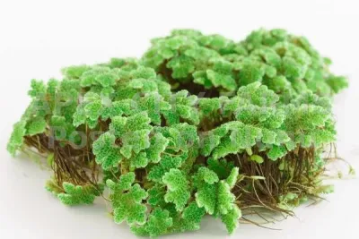 AZOLLA IN MANY TYPES FOR FISH, PAULTRY AND AQUARIUMS