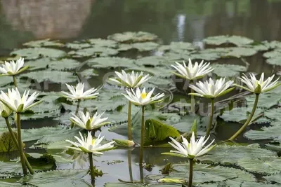WATER LILY FOR PONDS AND AQUARIUMS