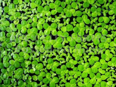 DUCKWEED FOR FISH, PAULTRY & AQUARIUMS