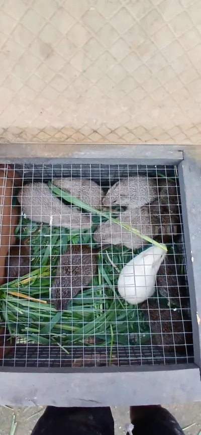 Grasscutter