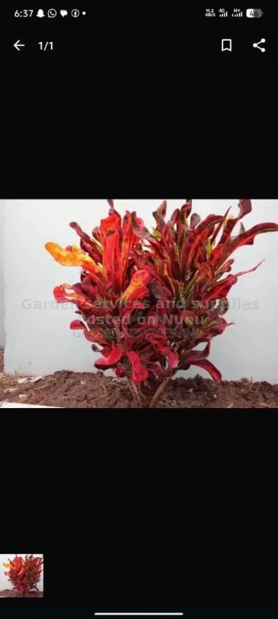 croton for sale