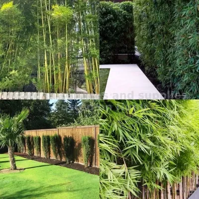 shrub bamboo for fencing