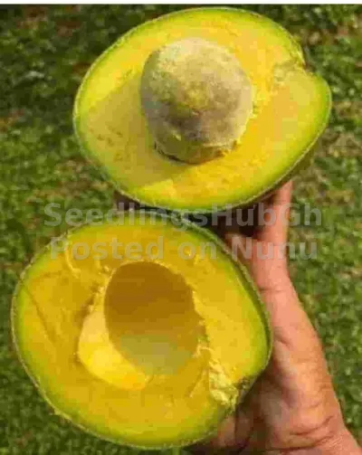 Grafted Avocado Seedlings
