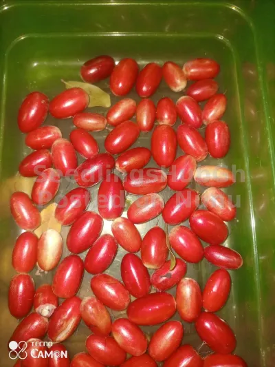 Miracle berry seedlings