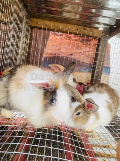 All breeds of rabbits